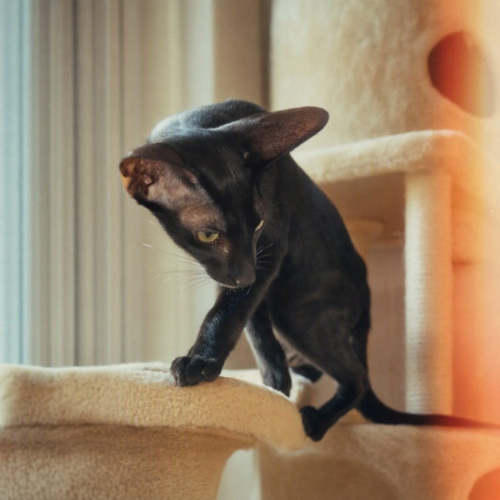 東方短毛貓 Oriental Shorthair嘅生活照