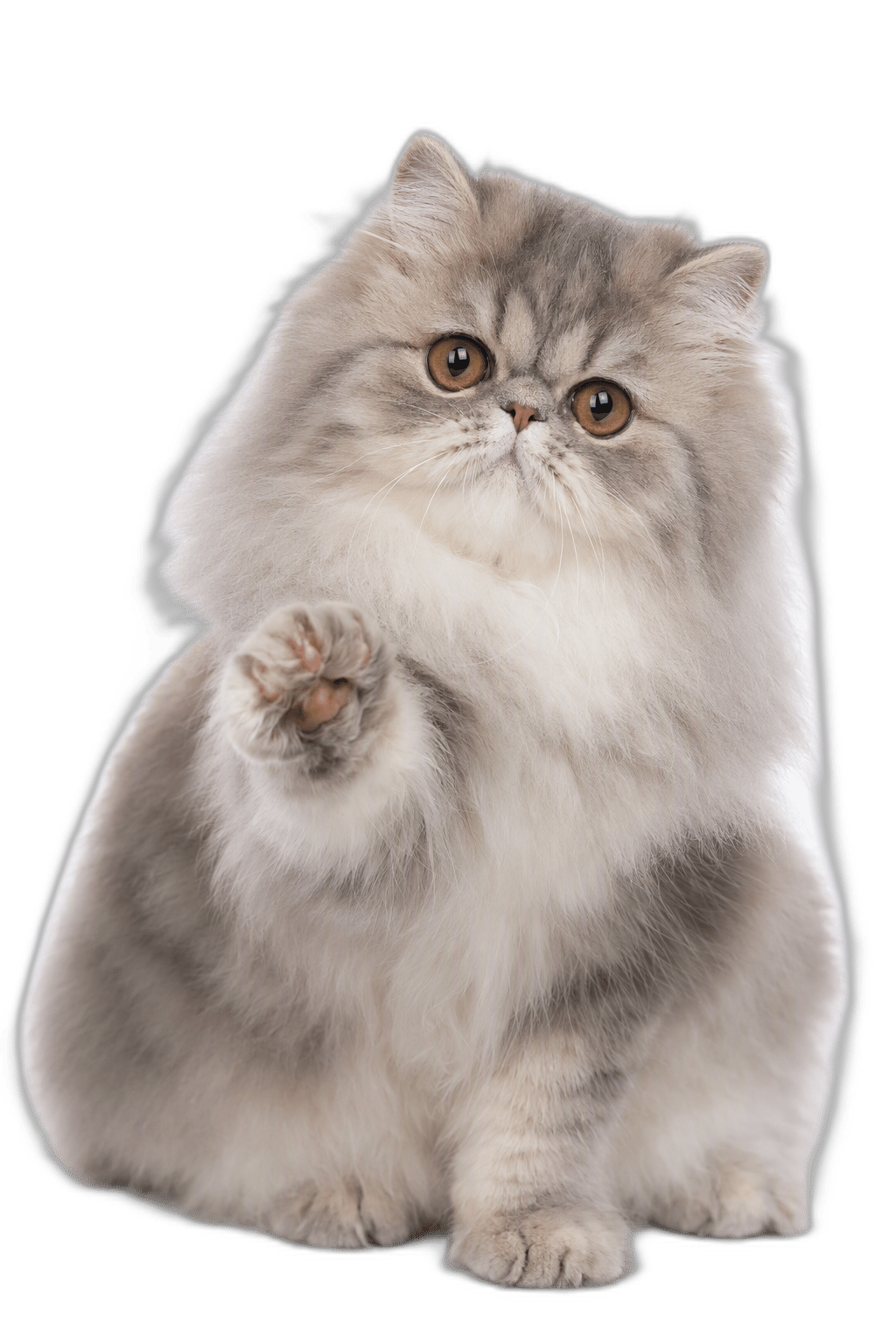 波斯貓 Persian