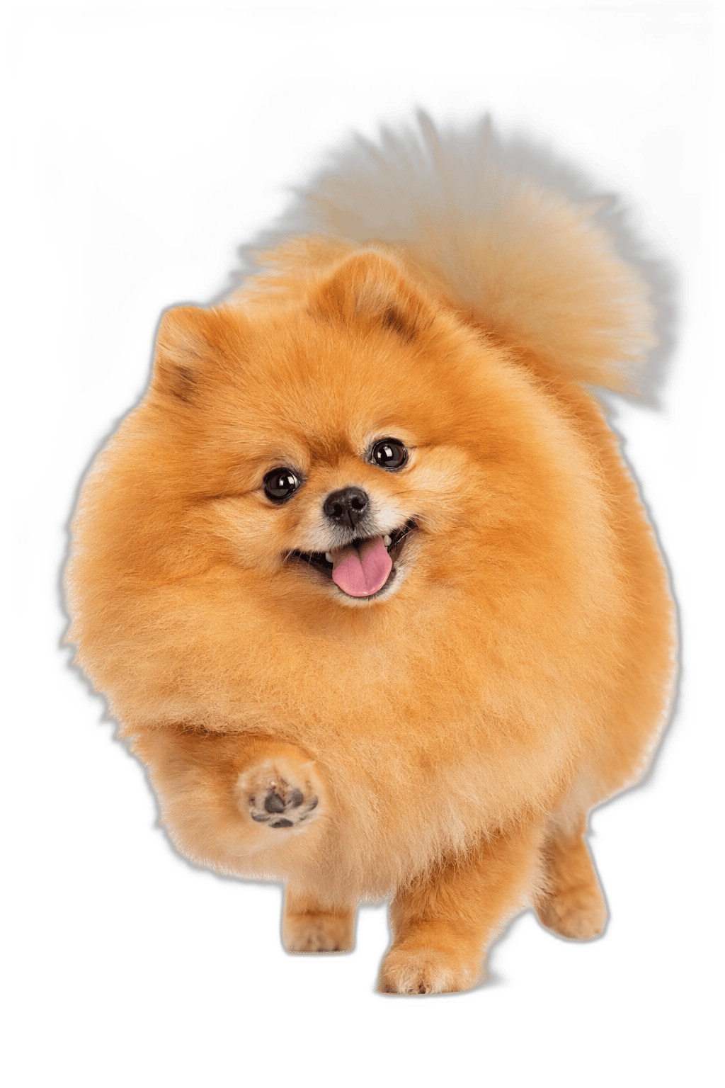 松鼠狗
