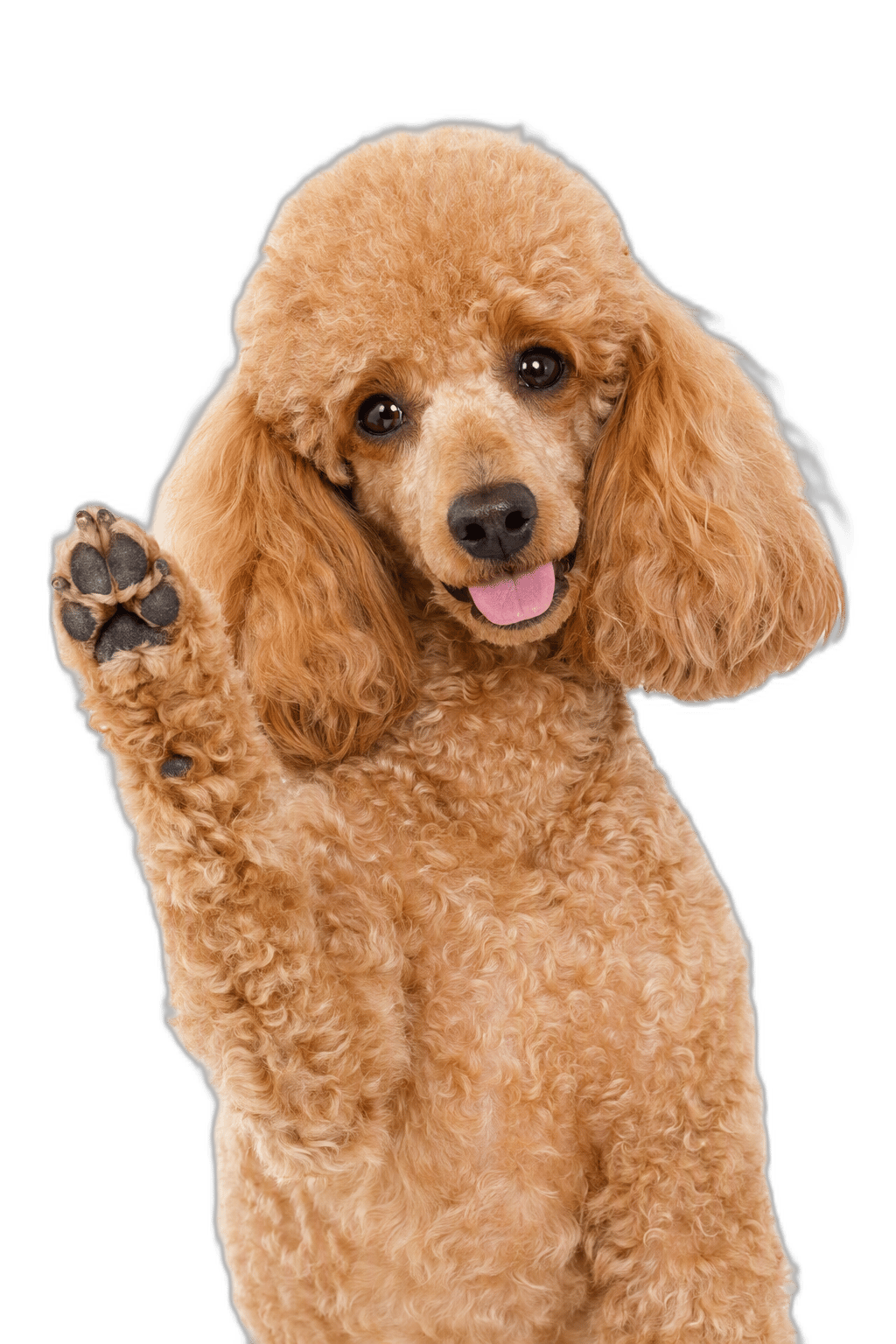 貴賓犬