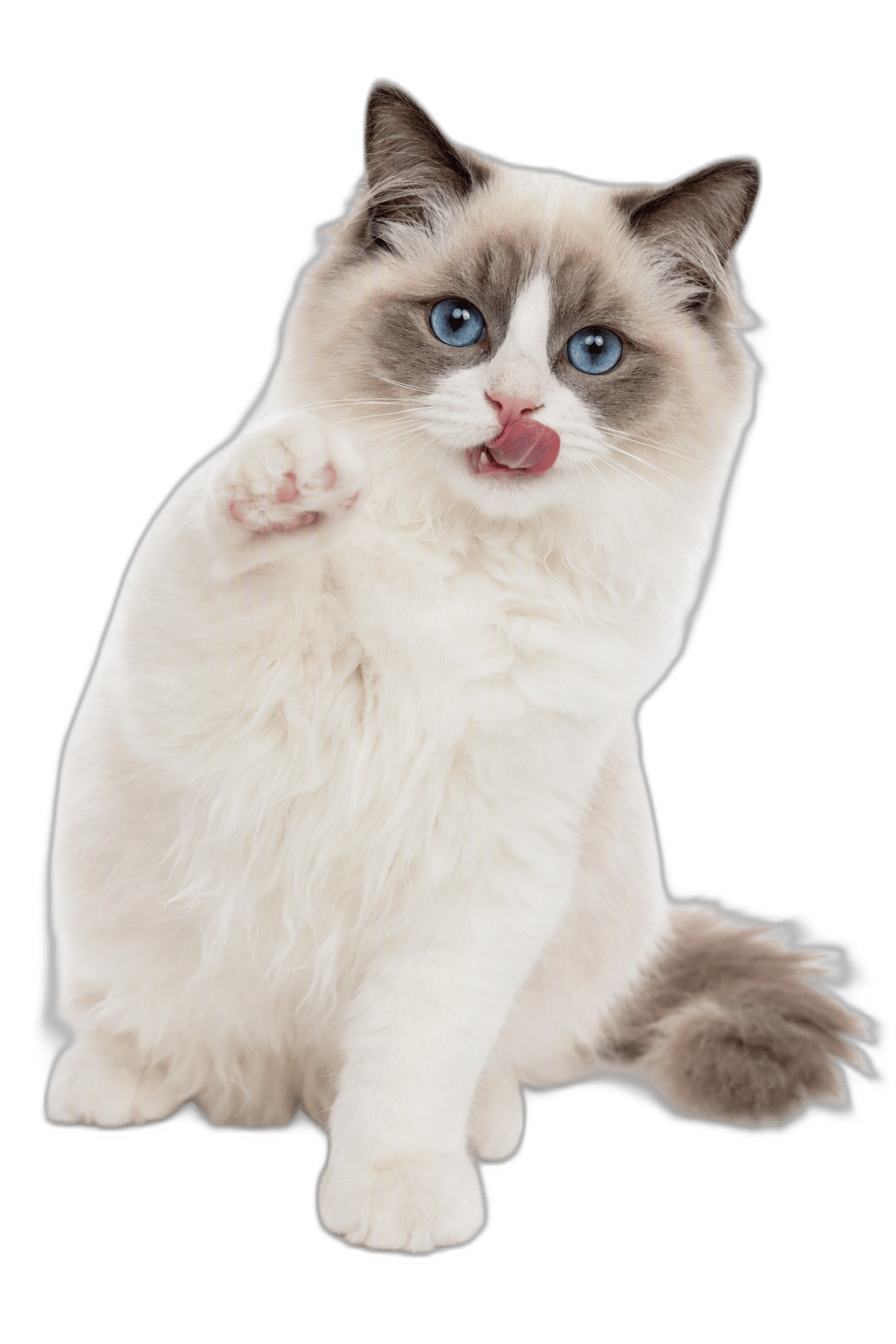 布偶貓 Ragdoll