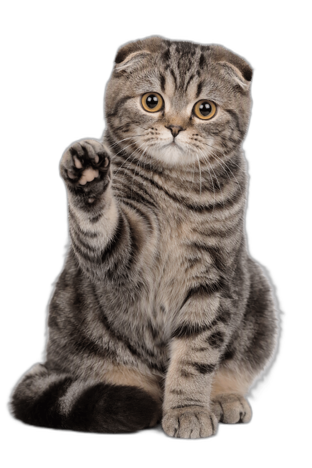 蘇格蘭摺耳貓 Scottish Fold