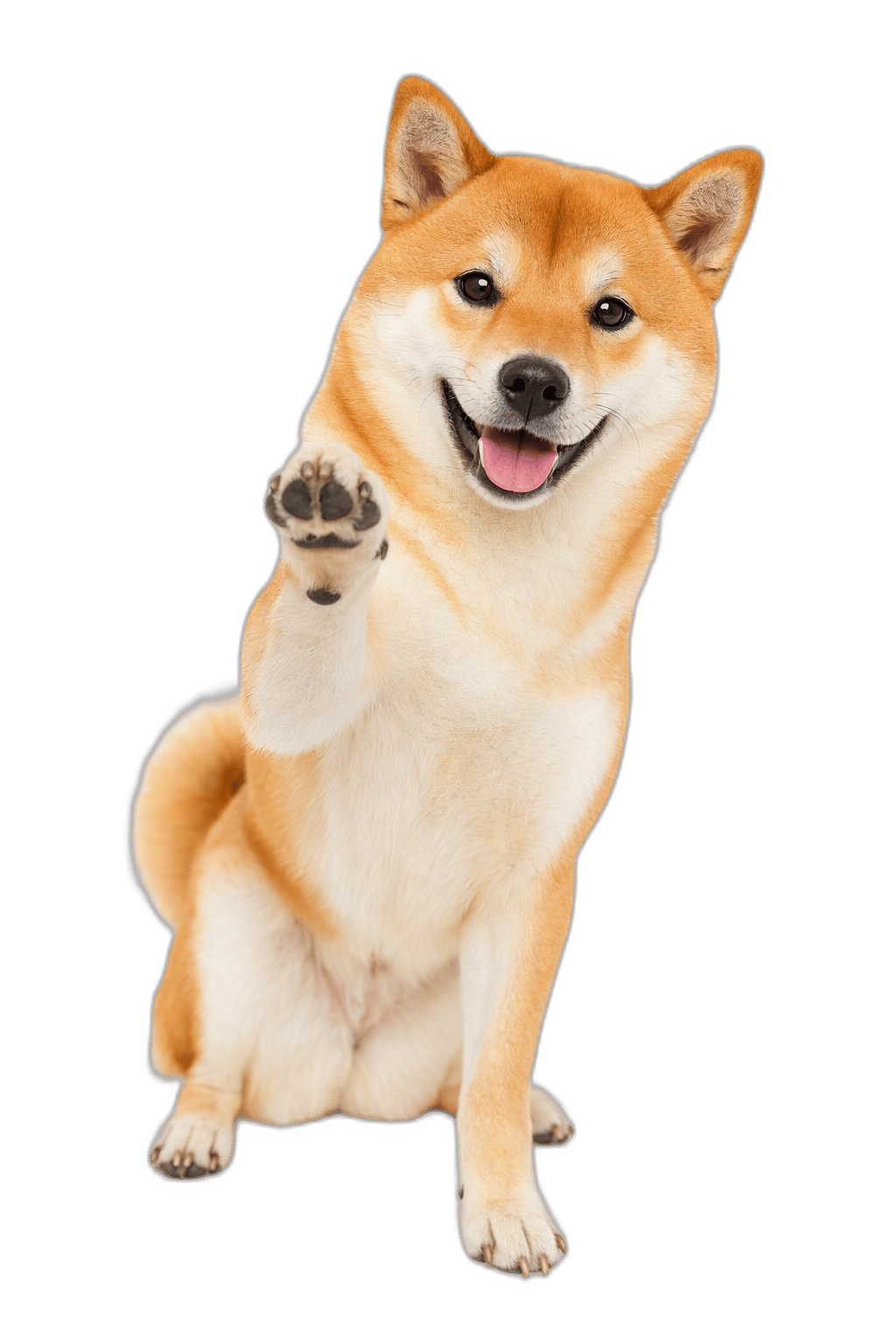 柴犬