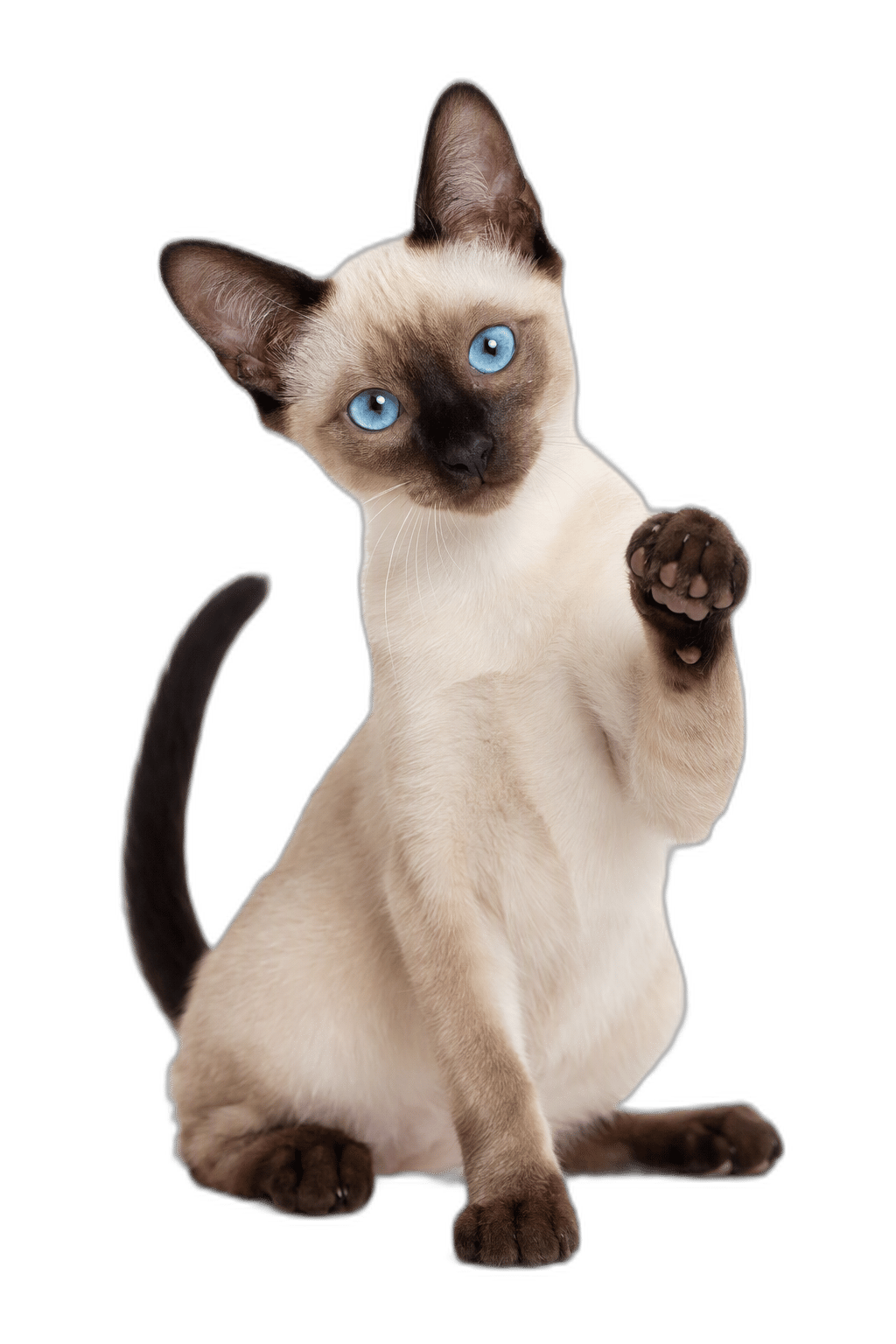 暹羅貓 Siamese