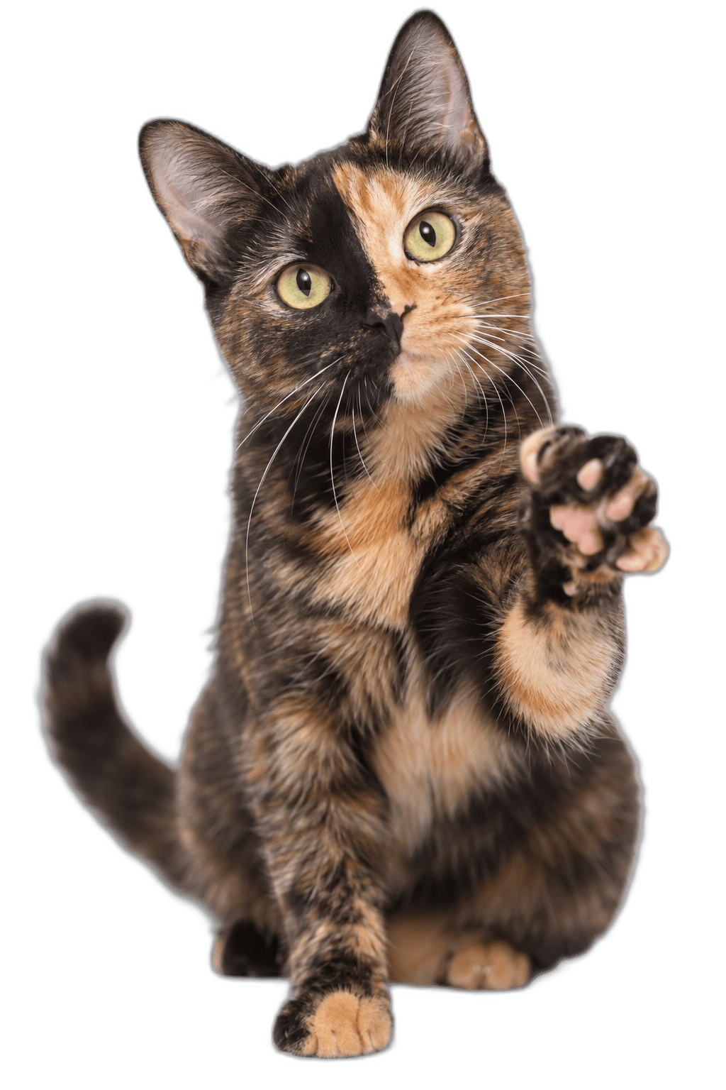 玳瑁貓 Tortoiseshell (Coat Pattern)