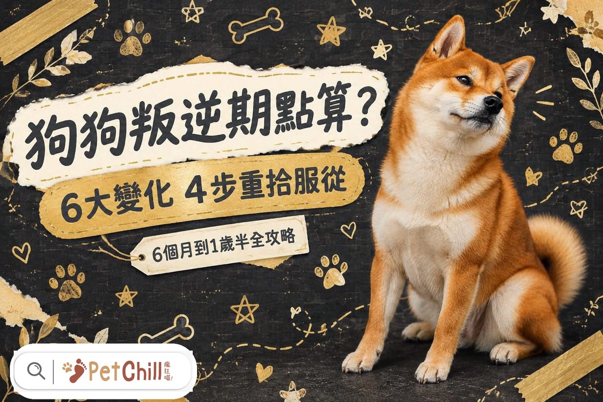 狗狗叛逆期點算?6大變化+4步重拾服從(6個月到1歲半全攻略)
